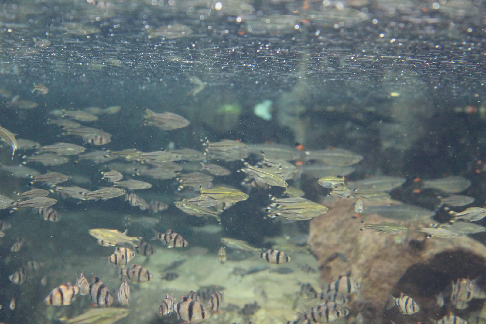 unidentified fish Chester Zoo 23.09.15