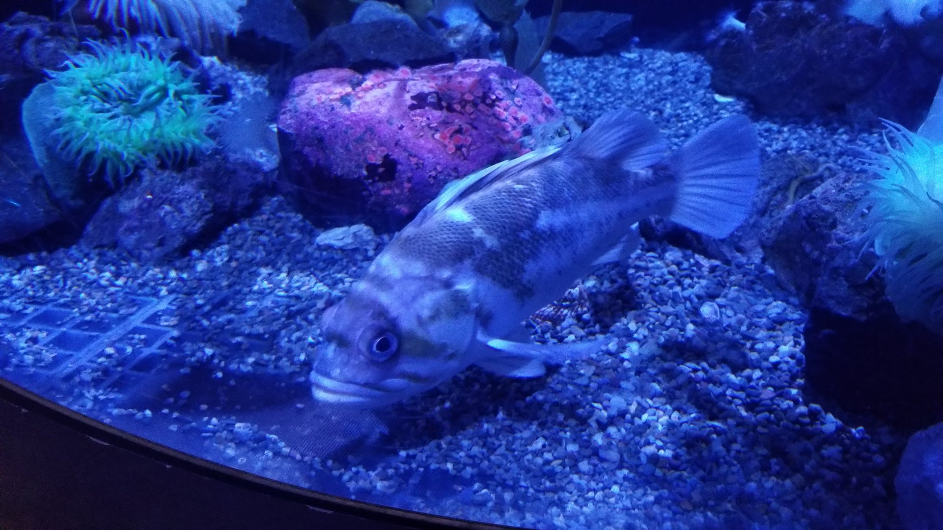 Unidentified fish in wolf eel tank