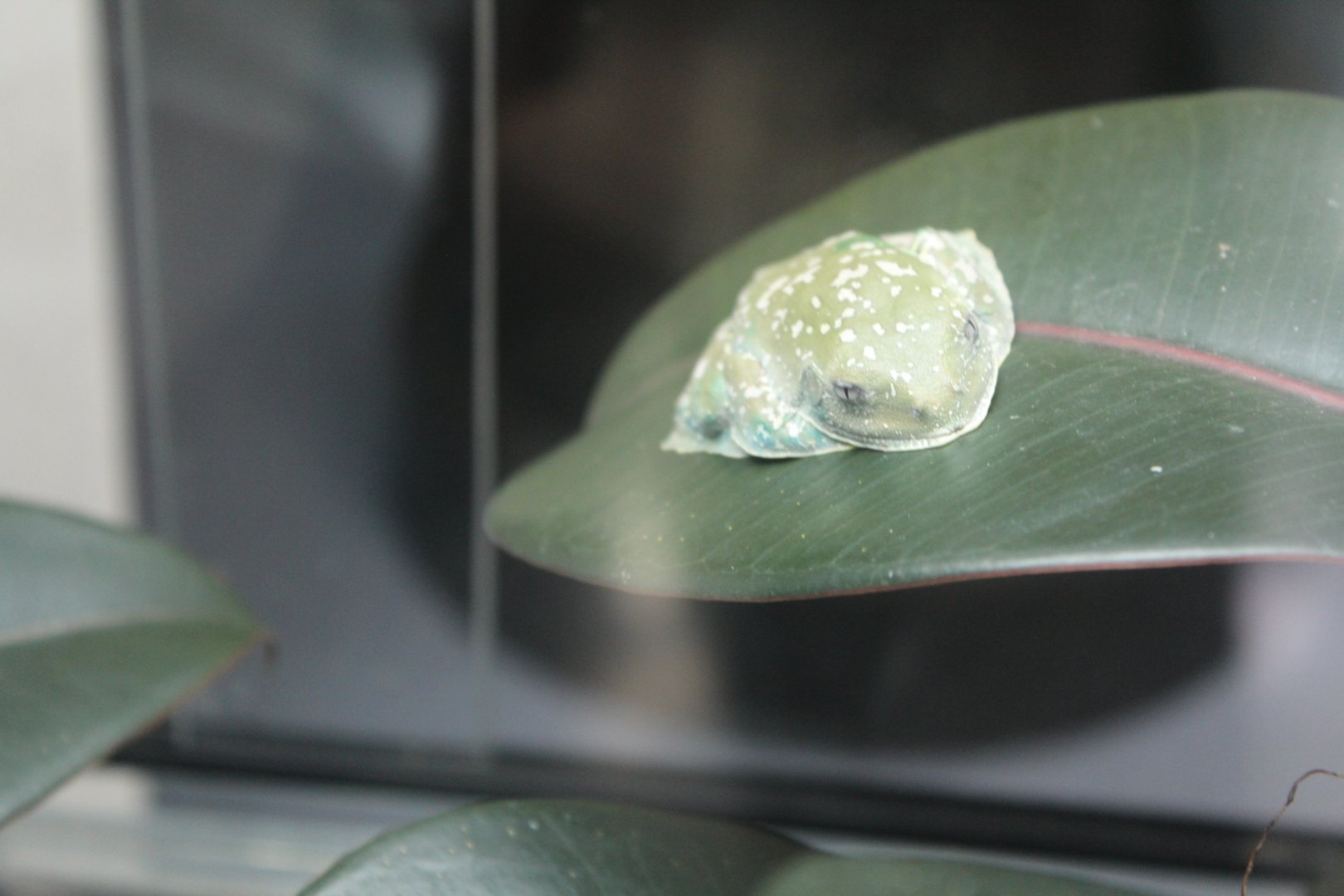 unidentified frog 29 Feb 2024