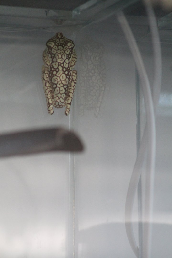 unidentified frog 29 Feb 2024