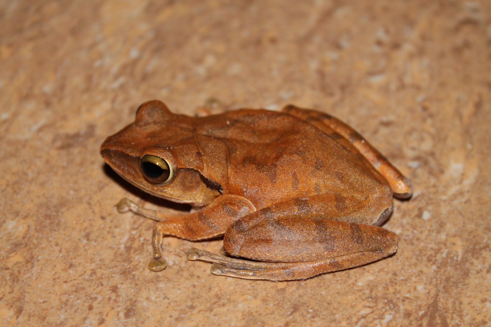 unidentified frog (maybe Polypedates megacephalus)