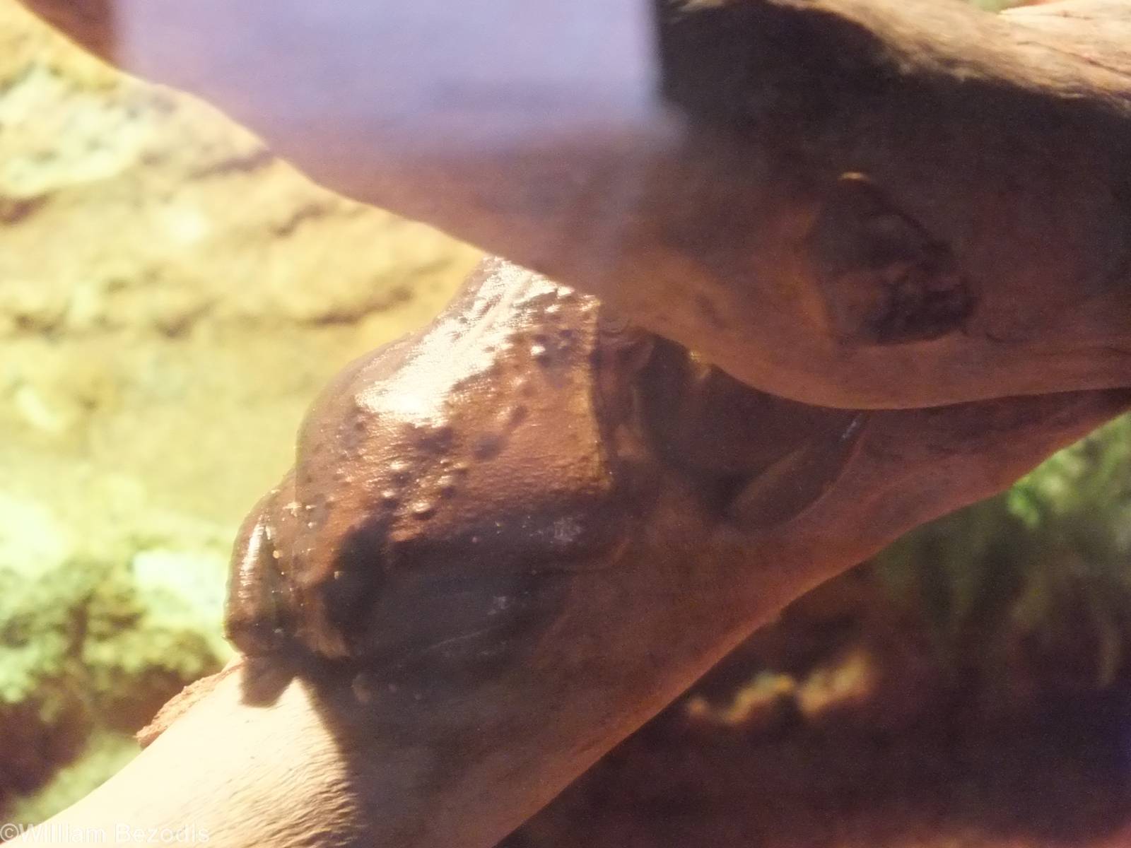 Unidentified Frog Species