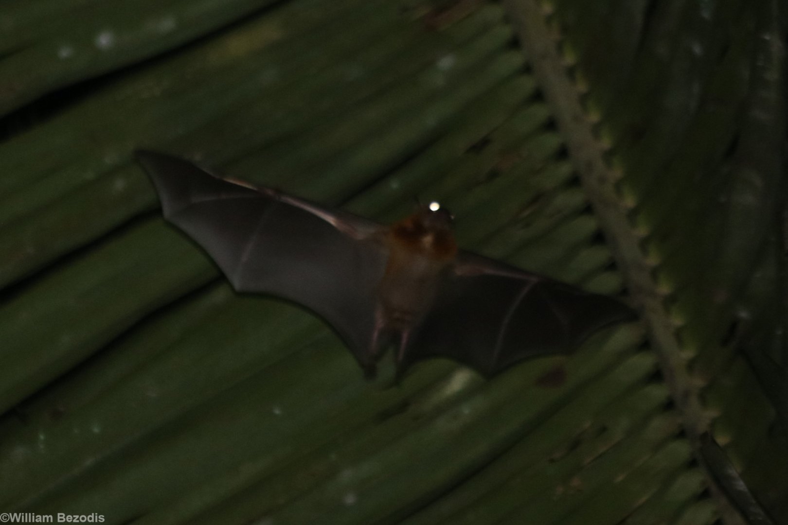 Unidentified Fruit Bat - Siberut