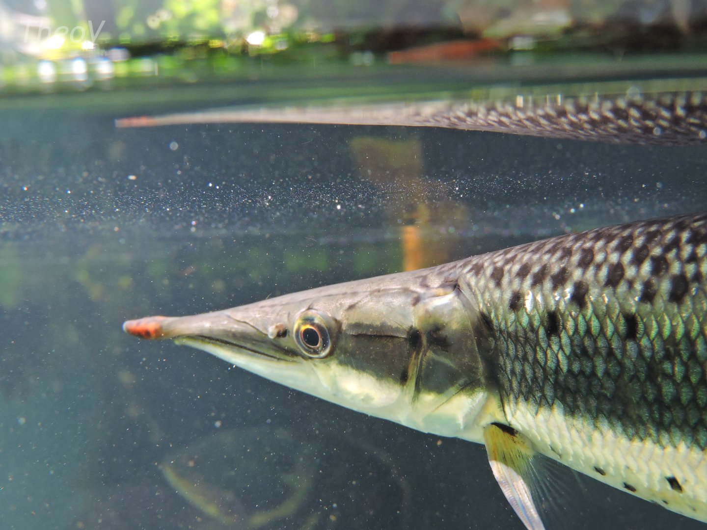 Unidentified gar [2017]