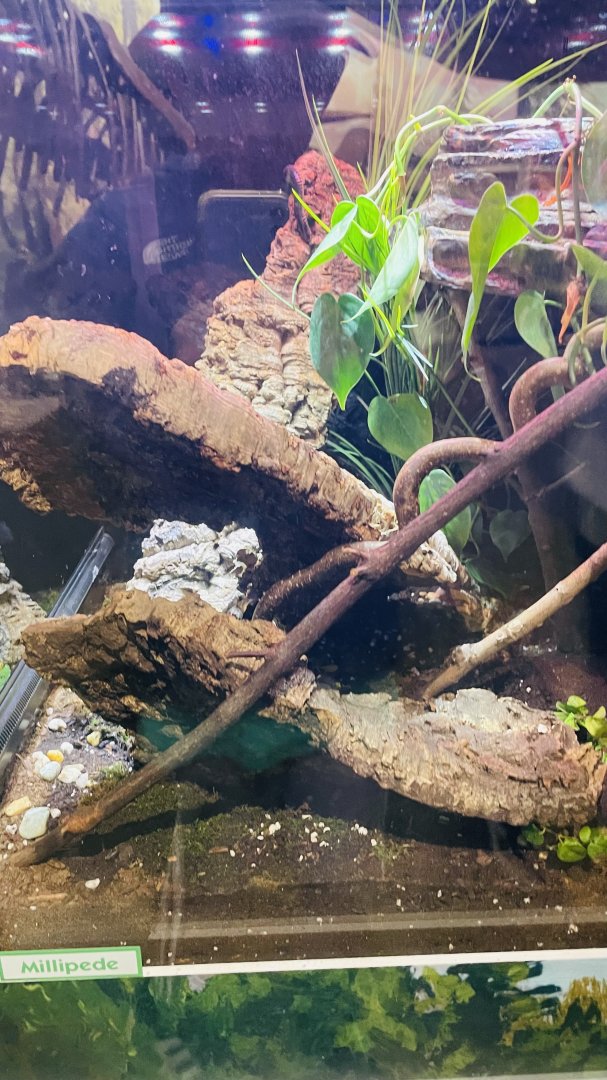 Unidentified Grey Millipede Enclosuee