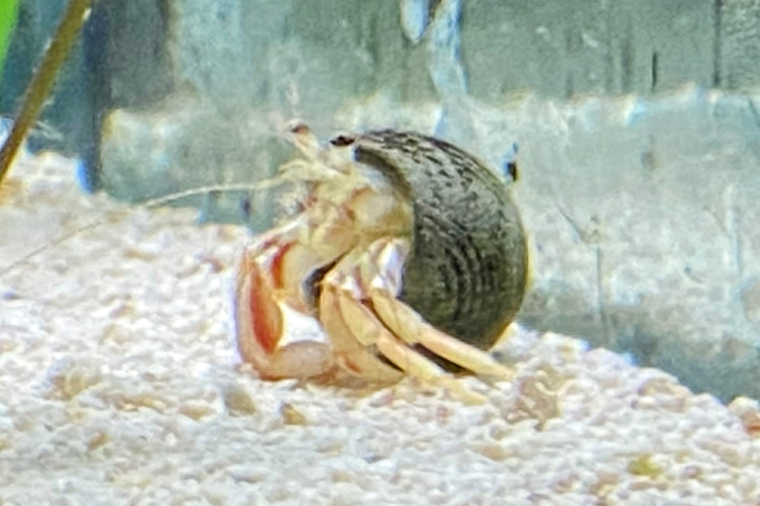 Unidentified hermit crab