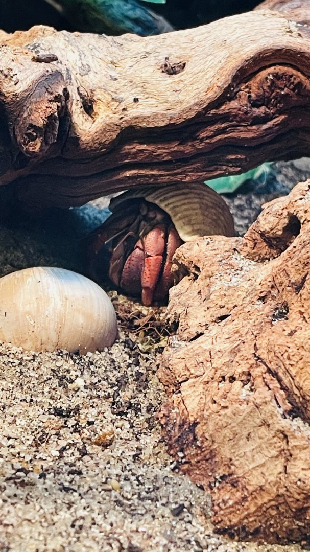 Unidentified Hermit Crab