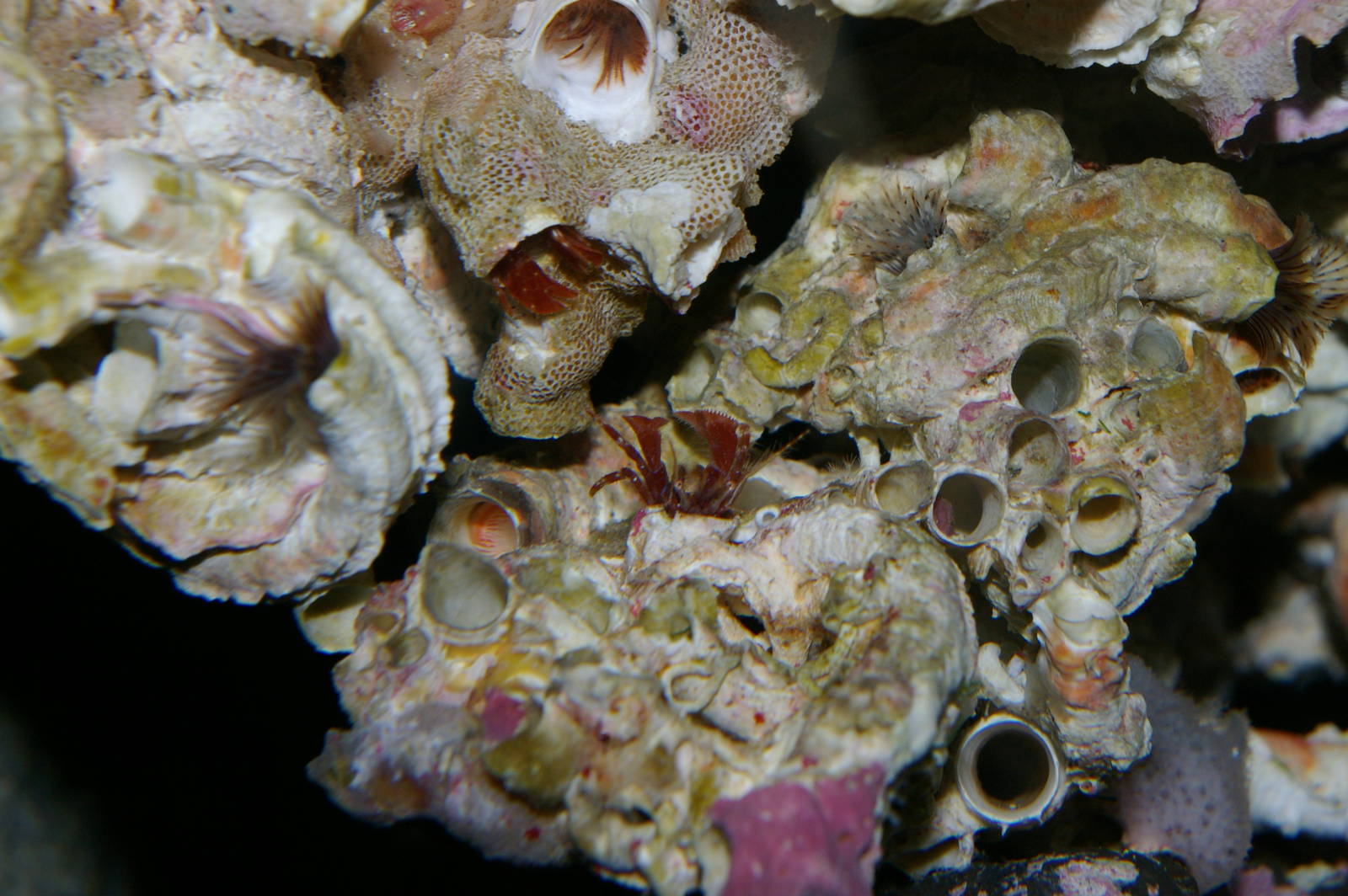 unidentified hermit crabs