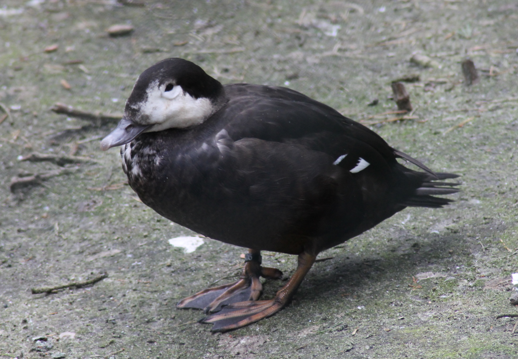 Unidentified, ID help.