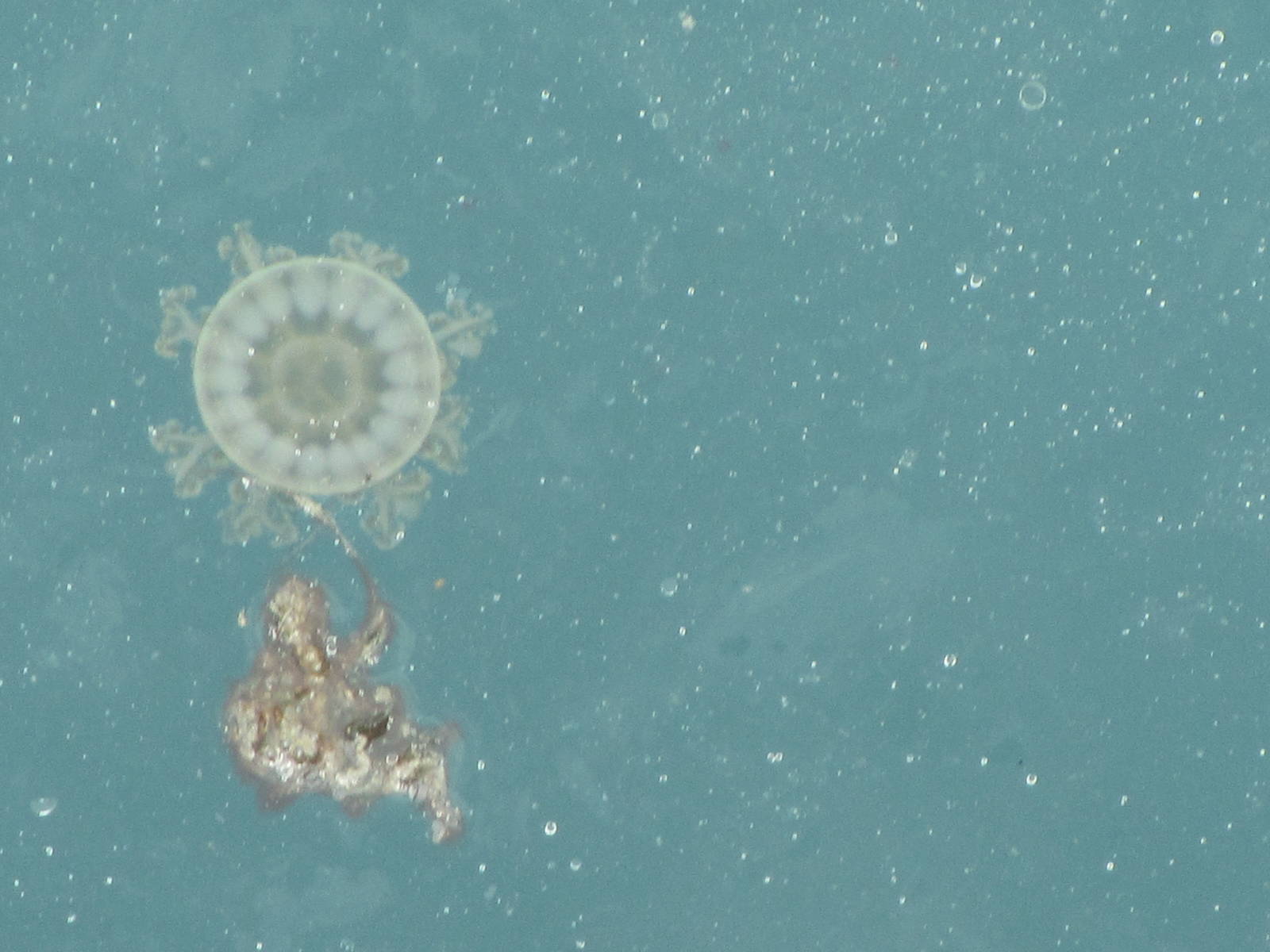 Unidentified Jellyfish
