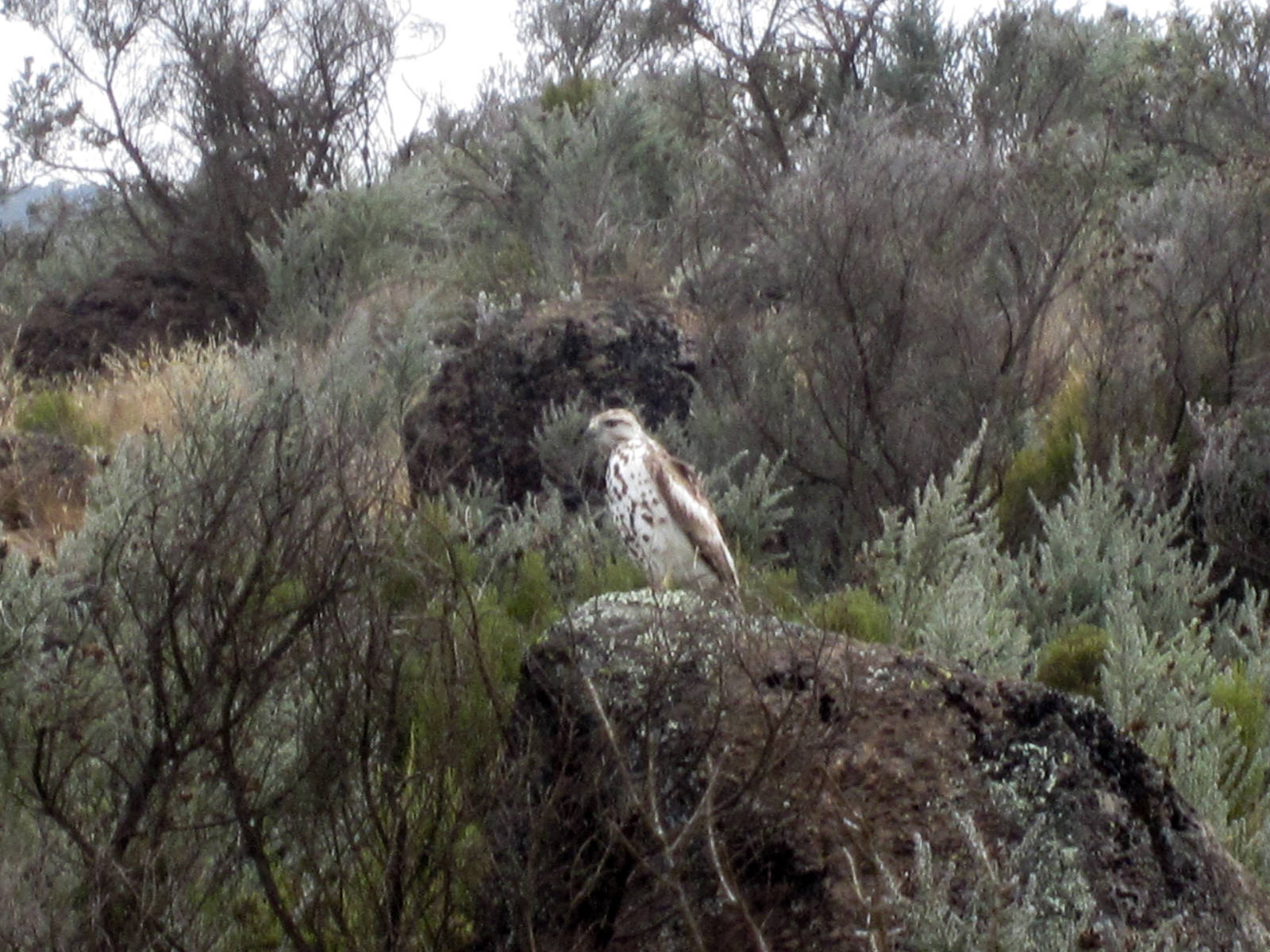 Unidentified juvenile raptor