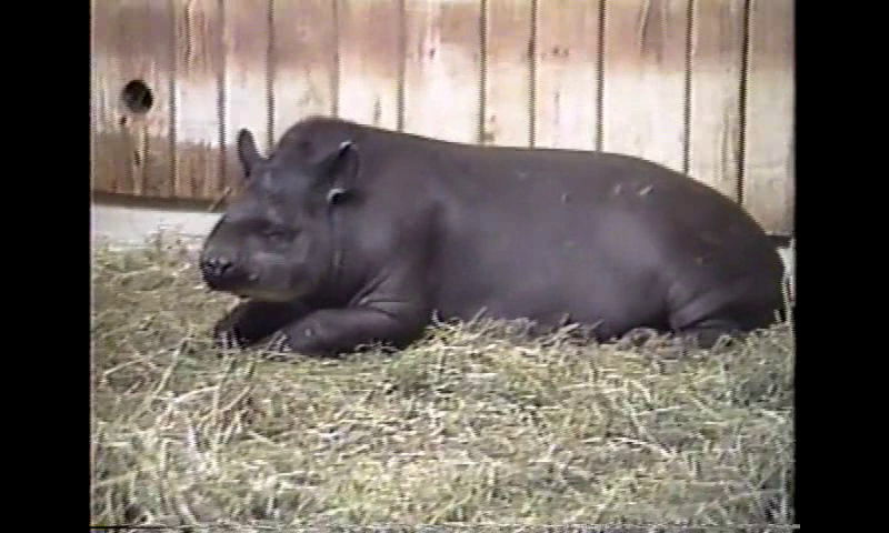 Unidentified large mammal (1992)