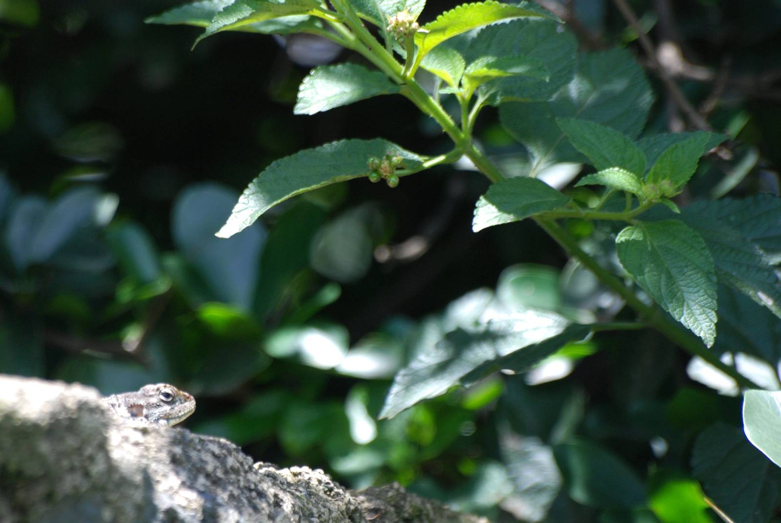 Unidentified Lizard at Bishoftu, 11/10/14