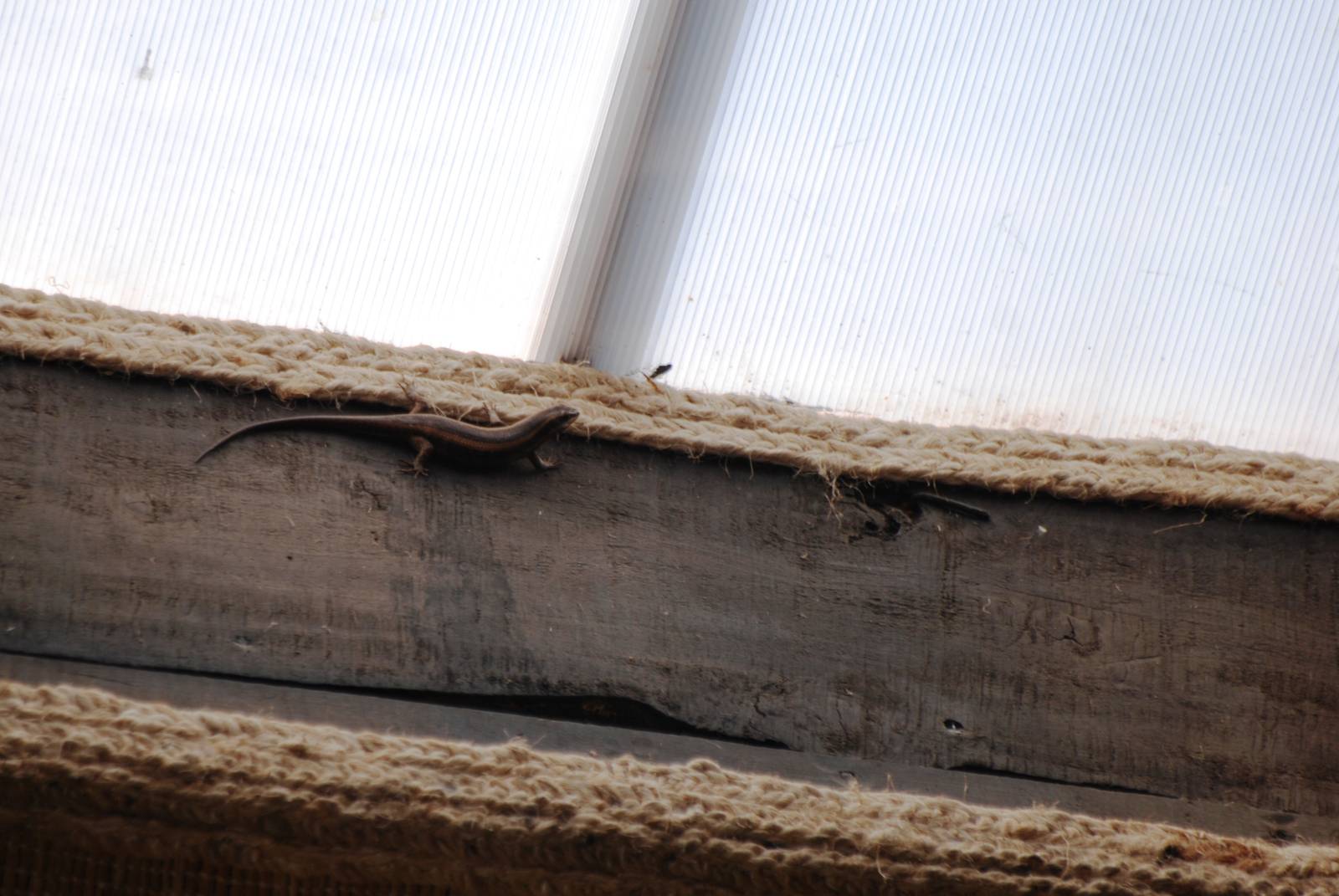 Unidentified Lizard at Hawassa, 16/10/14