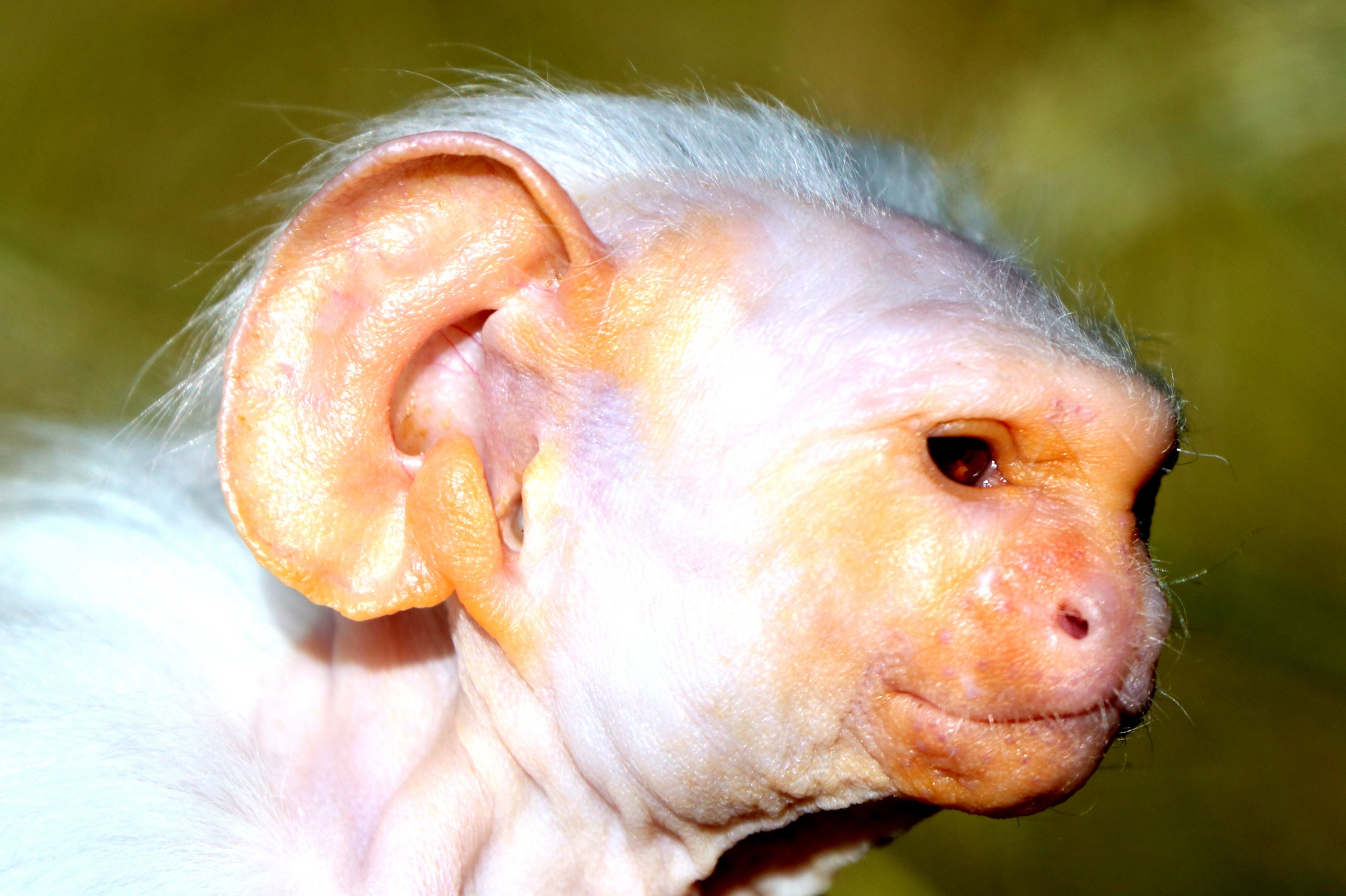 Unidentified marmoset; Monkey World; 23rd July 2018