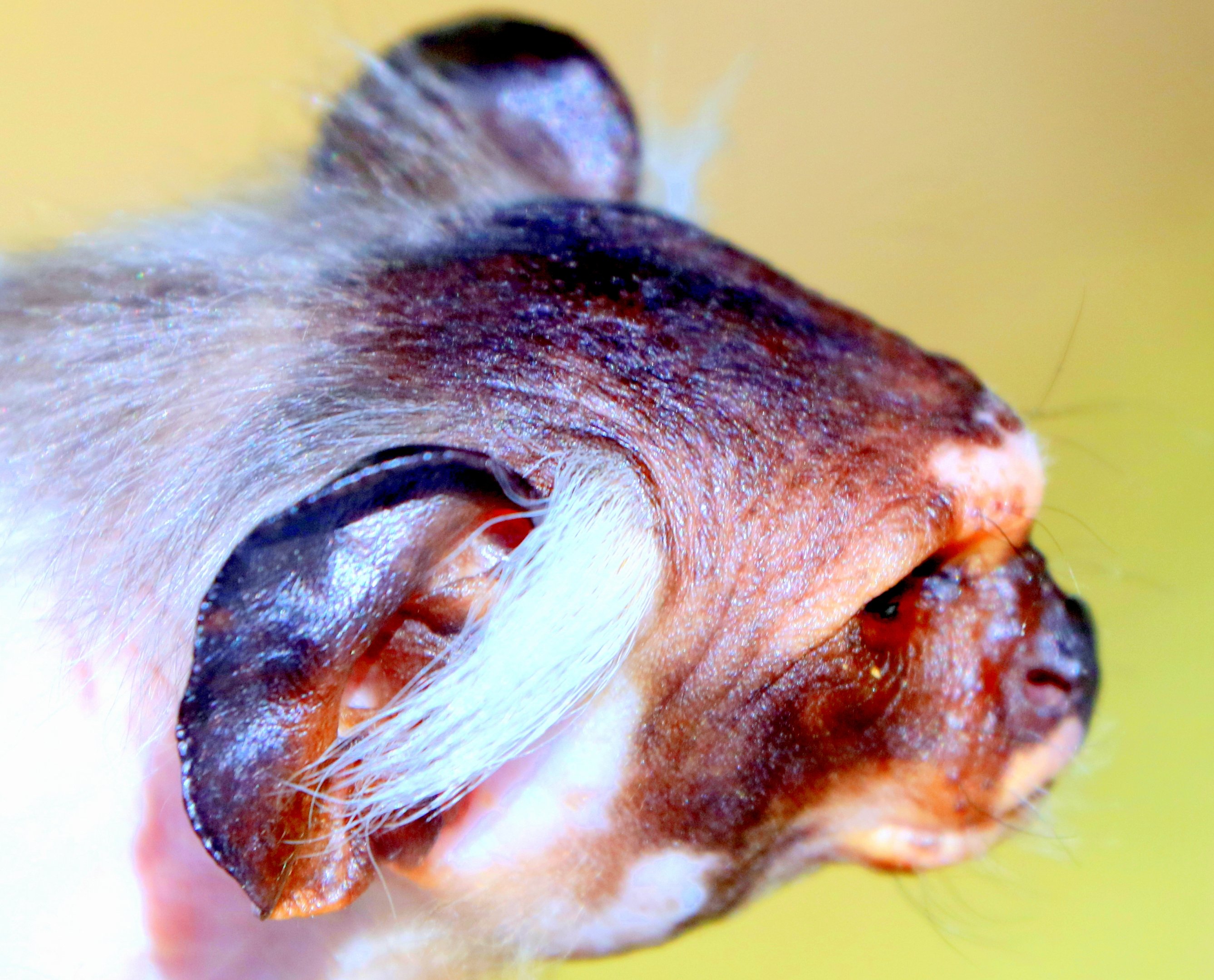 Unidentified marmoset; Monkey World; 23rd July 2018