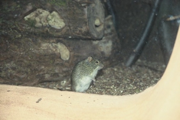 unidentified mouse Chester Zoo