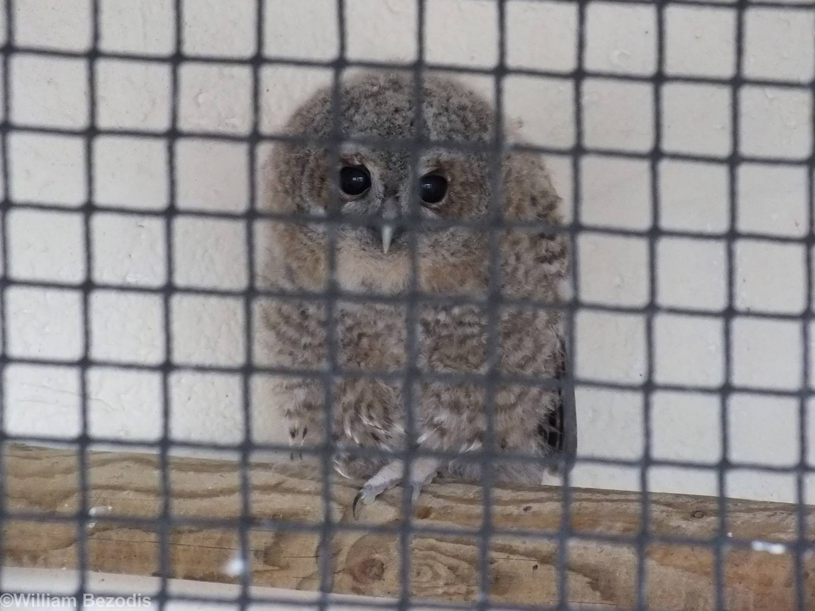 Unidentified Owl Chick (Chaco?