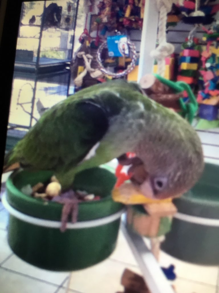 Unidentified Parrot Species