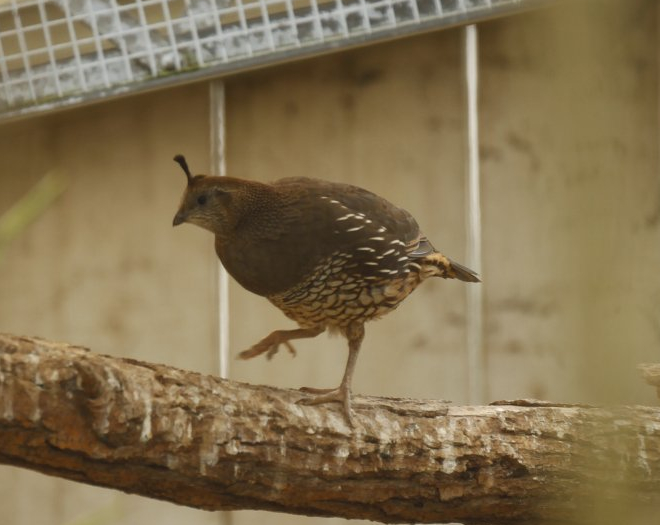 Unidentified quail