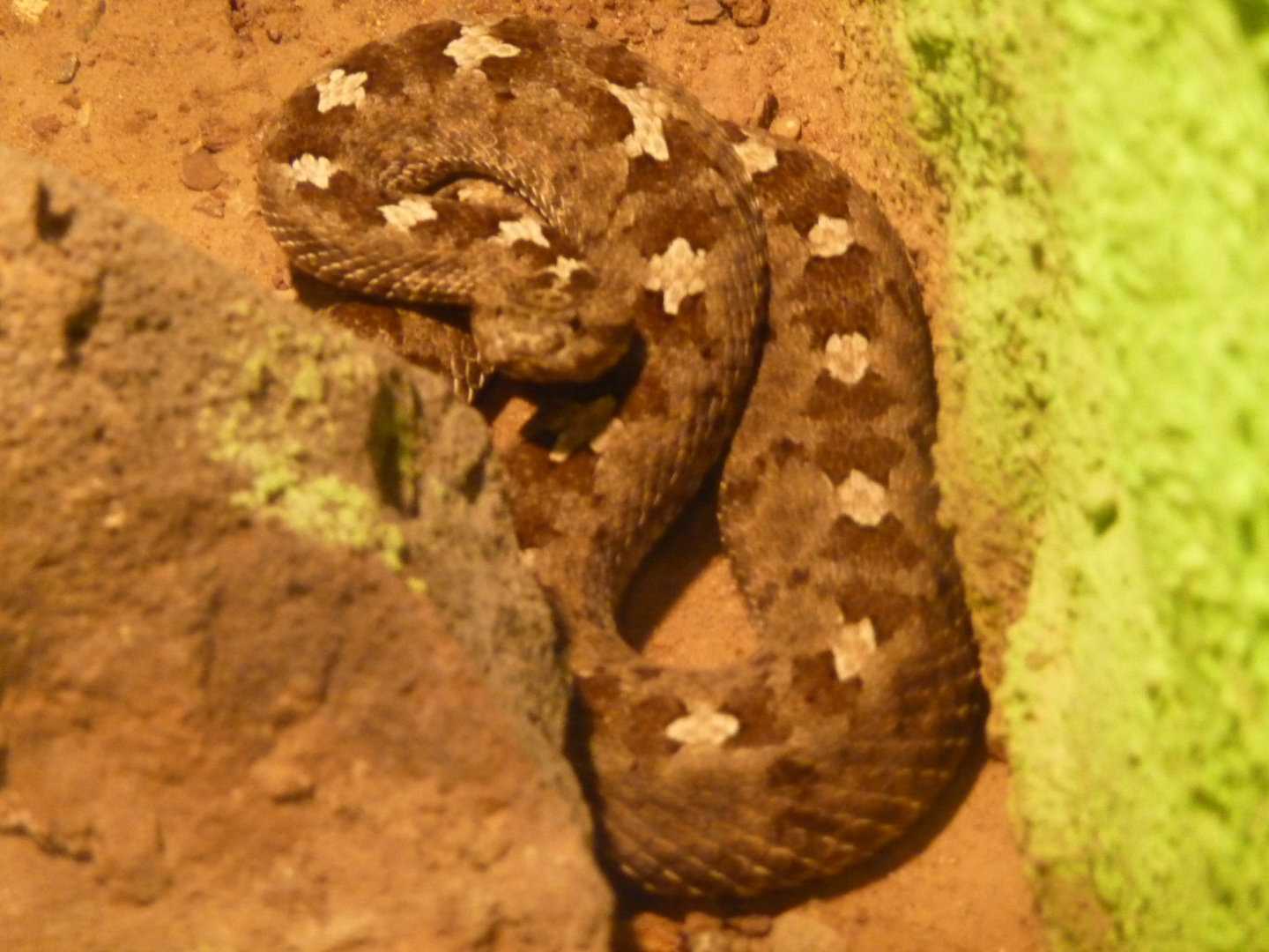 Unidentified rattlesnake  at Zoologico de Irapuato