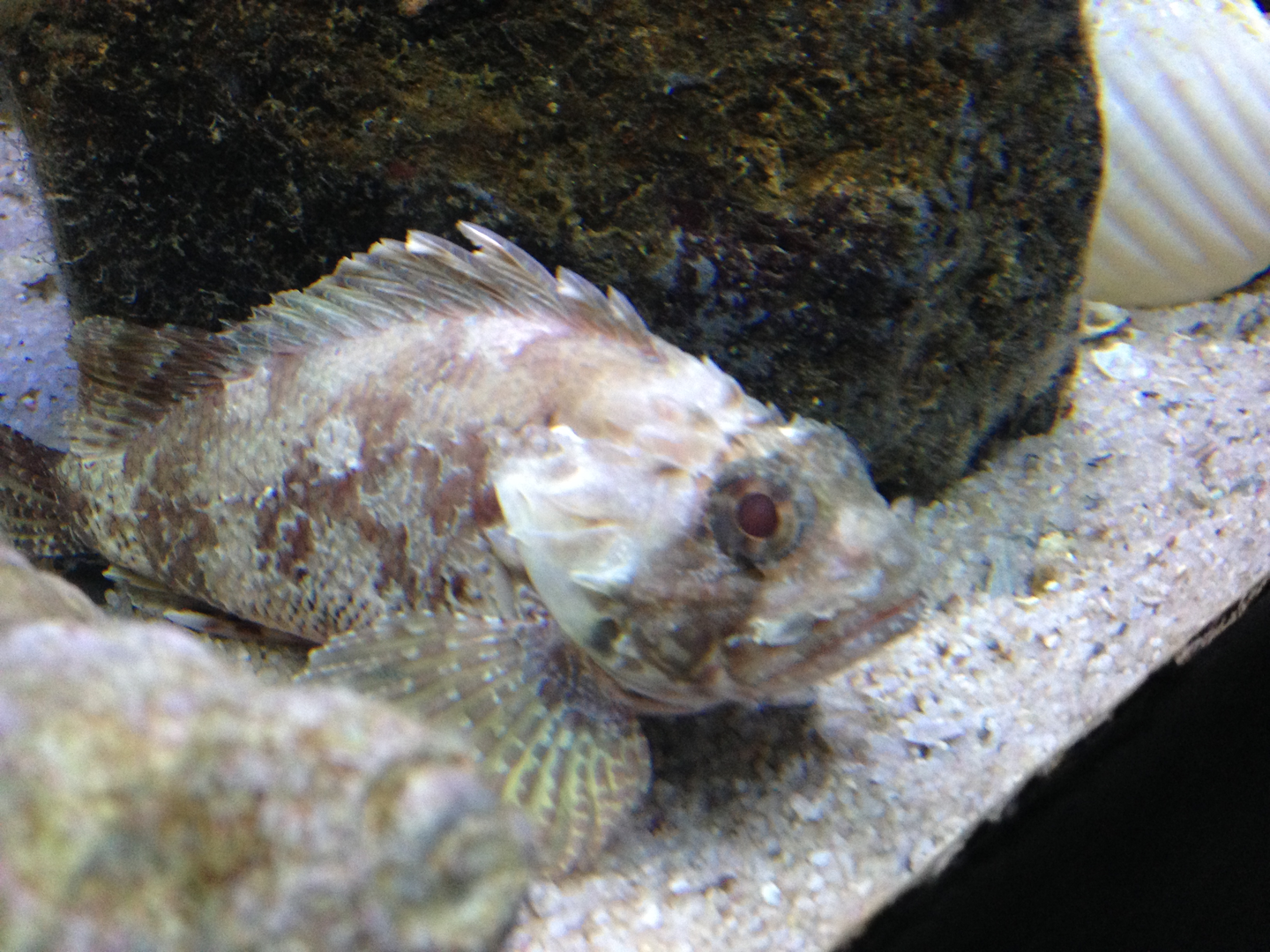 Unidentified Scorpaenid - Kelly Tarlton's 2015