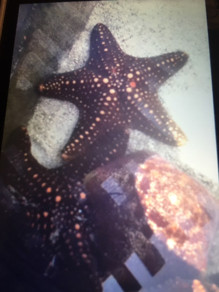 Unidentified Sea Star