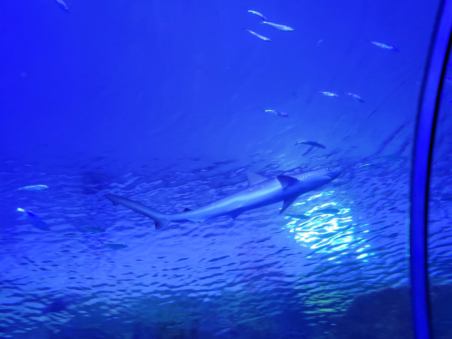 Unidentified Shark species (SeaWorld Orlando 2022)