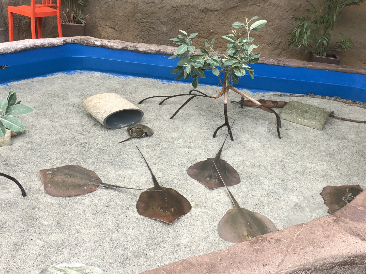 Unidentified Sharks & Rays