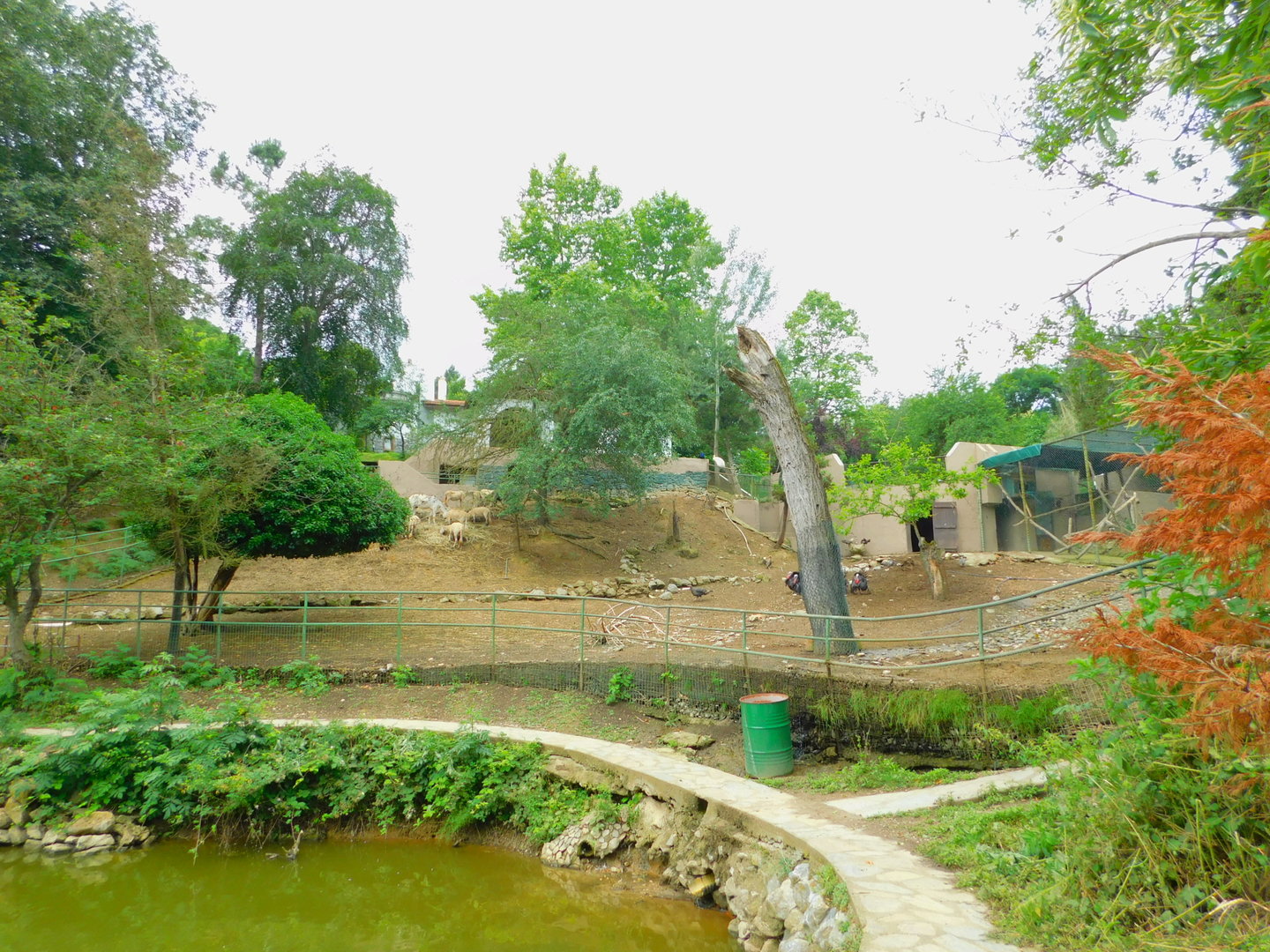 Unidentified Sheep Breed Enclosure