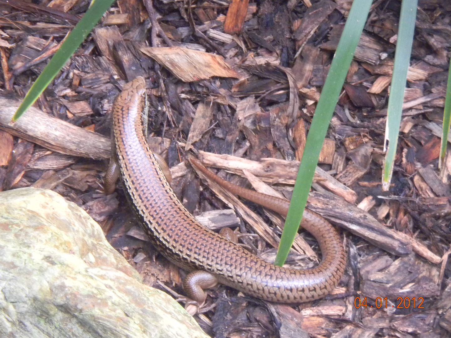 Unidentified skink - Wildlife Habitat 2012