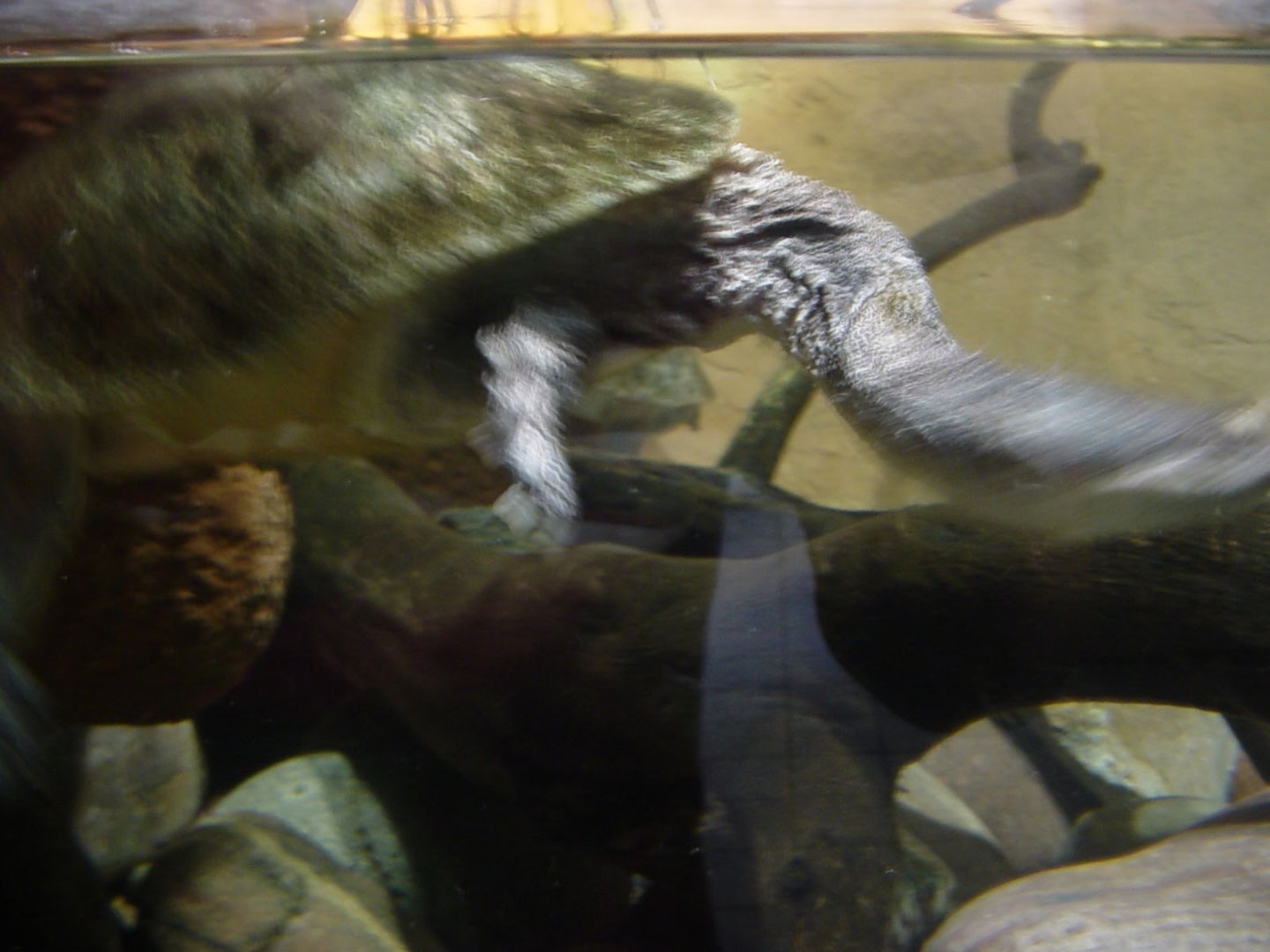 Unidentified Snakeneck Turtle