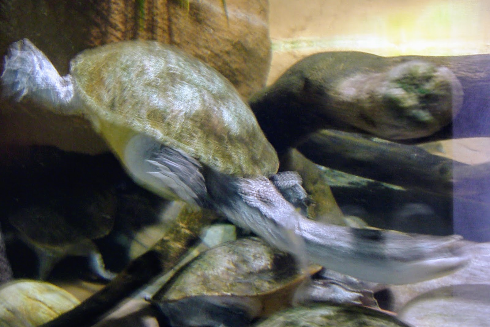 Unidentified Snakeneck Turtle