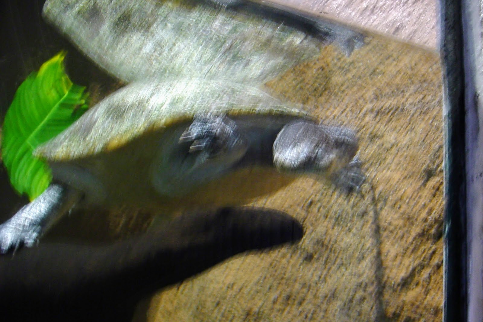 Unidentified Snakeneck Turtle