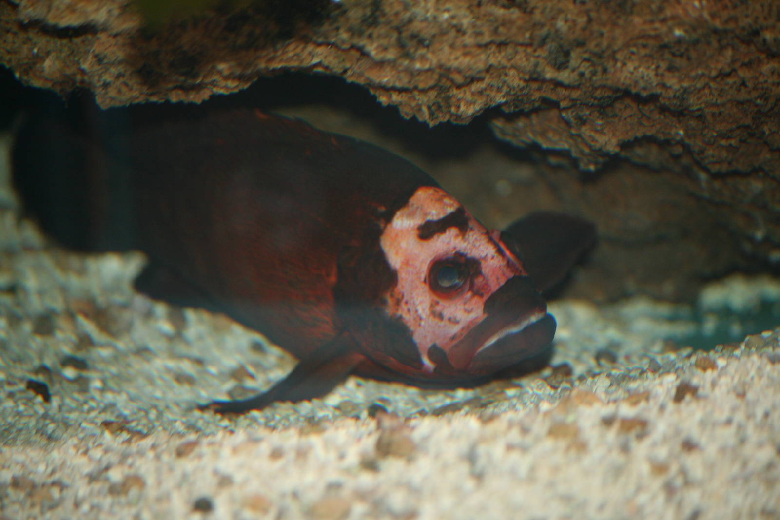 Unidentified species, 28/11/11