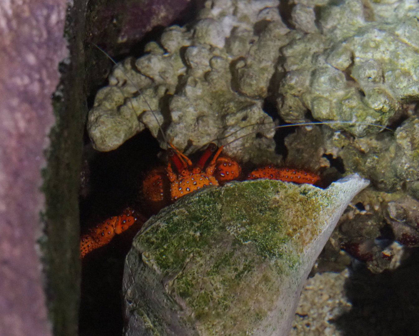 Unidentified species of Hermit crab, possibly White-spotted hermit crab (Dardanus megistos), 2020-09-03
