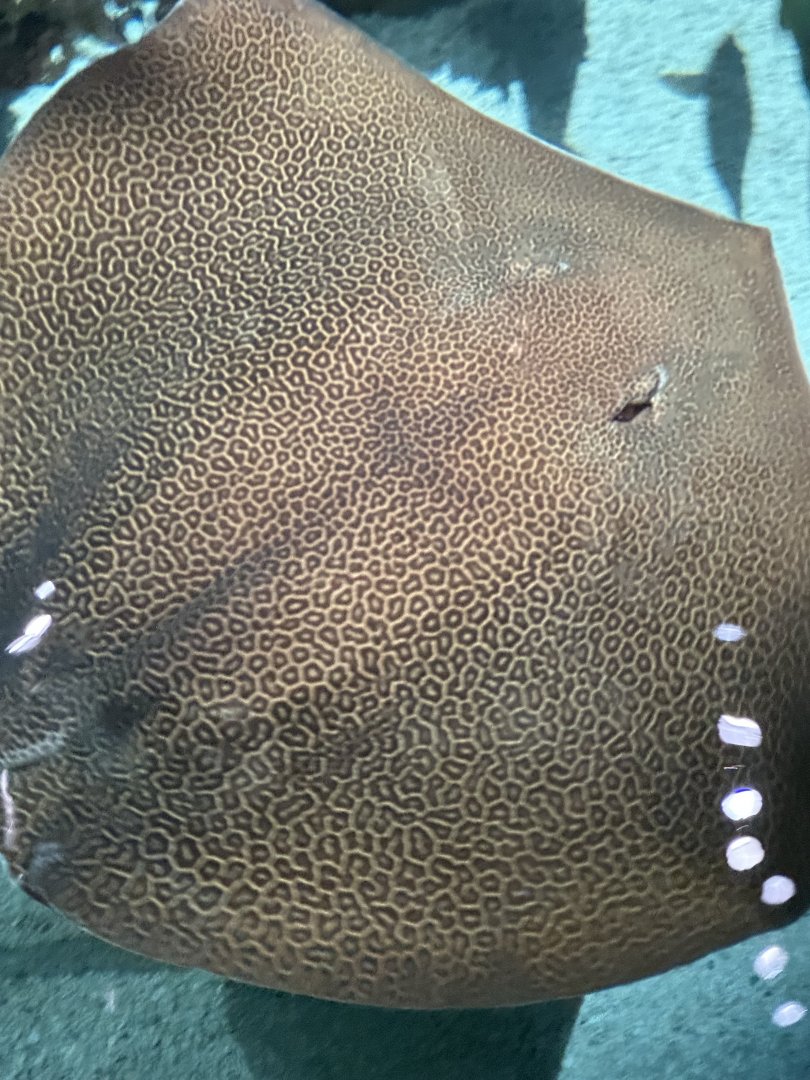 Unidentified spotted whipray #1 (Himantura sp.) in Blacktip Reef