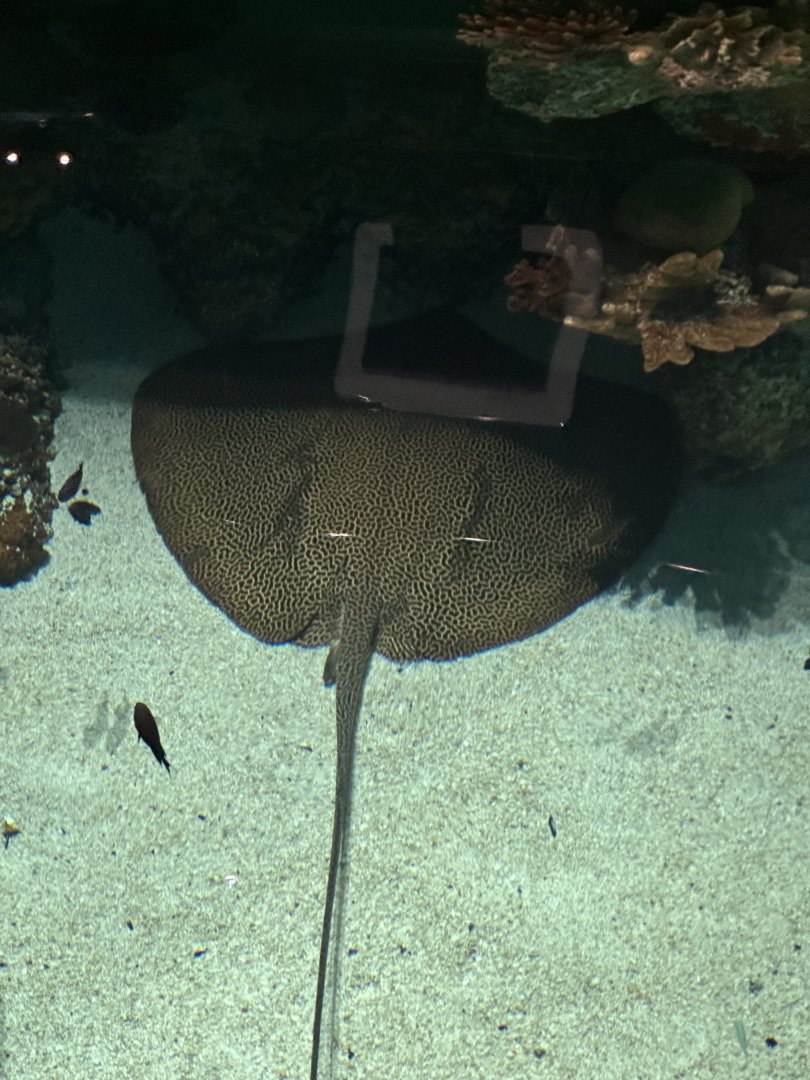 Unidentified spotted whipray #2 (Himantura sp.) in Blacktip Reef