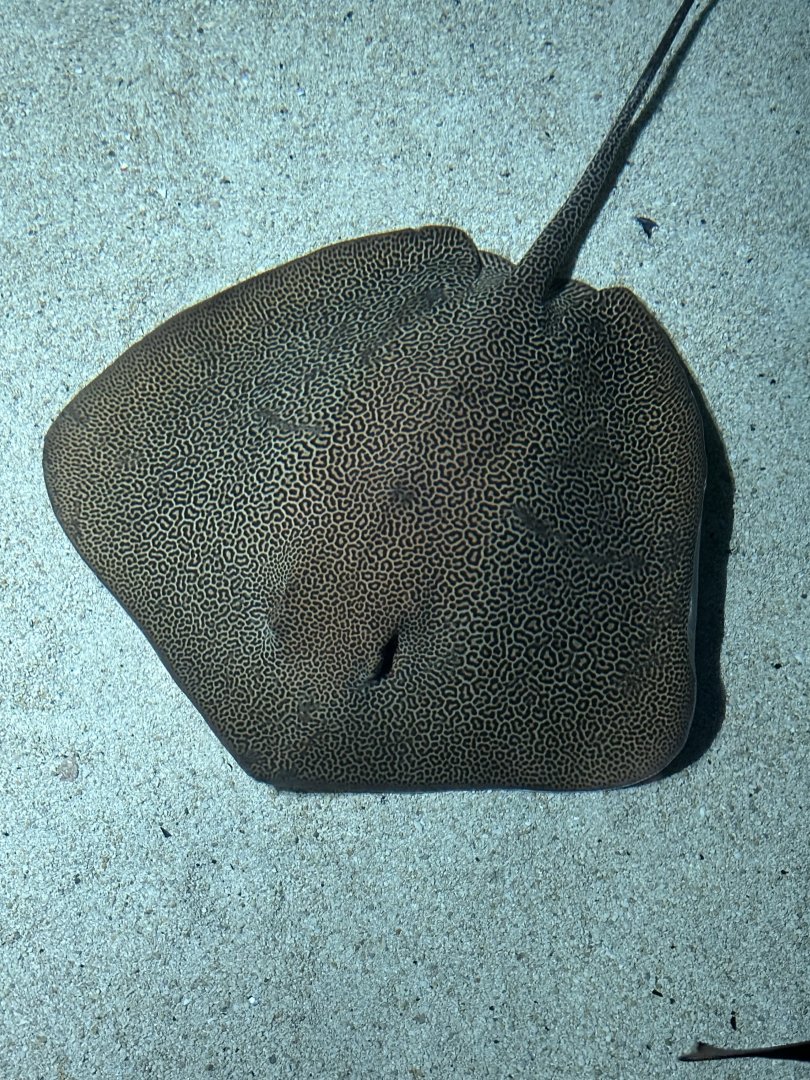 Unidentified spotted whipray #3 (Himantura sp.) in Blacktip Reef