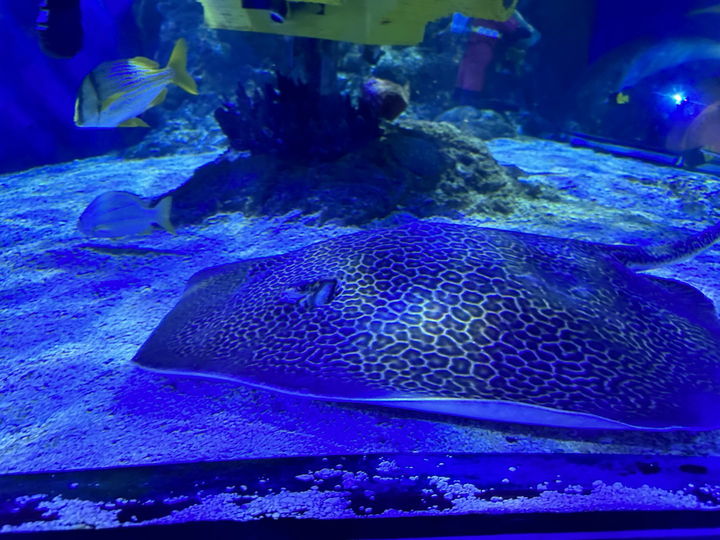 Unidentified spotted whiptail ray (Himantura sp.) in the Ocean Tunnel - dorsal/side view
