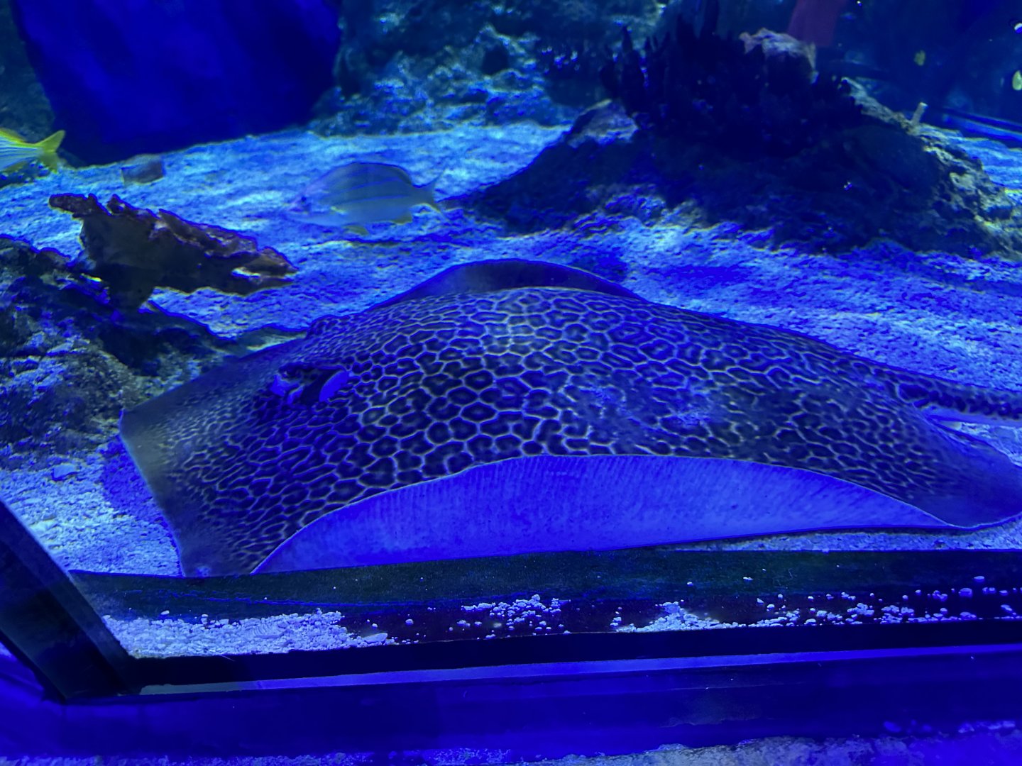 Unidentified spotted whiptail ray (Himantura sp.) in the Ocean Tunnel - side view