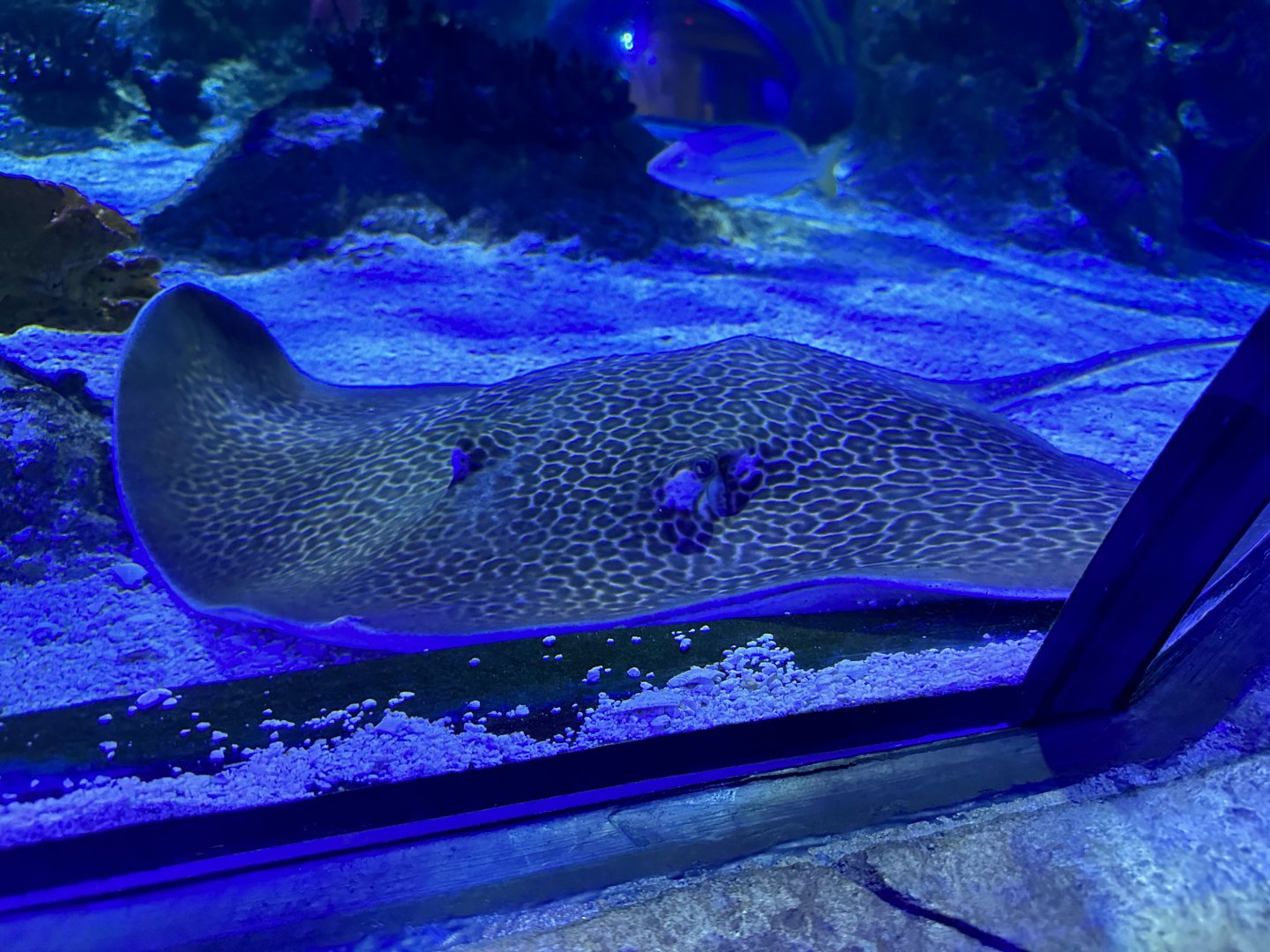Unidentified spotted whiptail ray (Himantura sp.) in the Ocean Tunnel - snout view