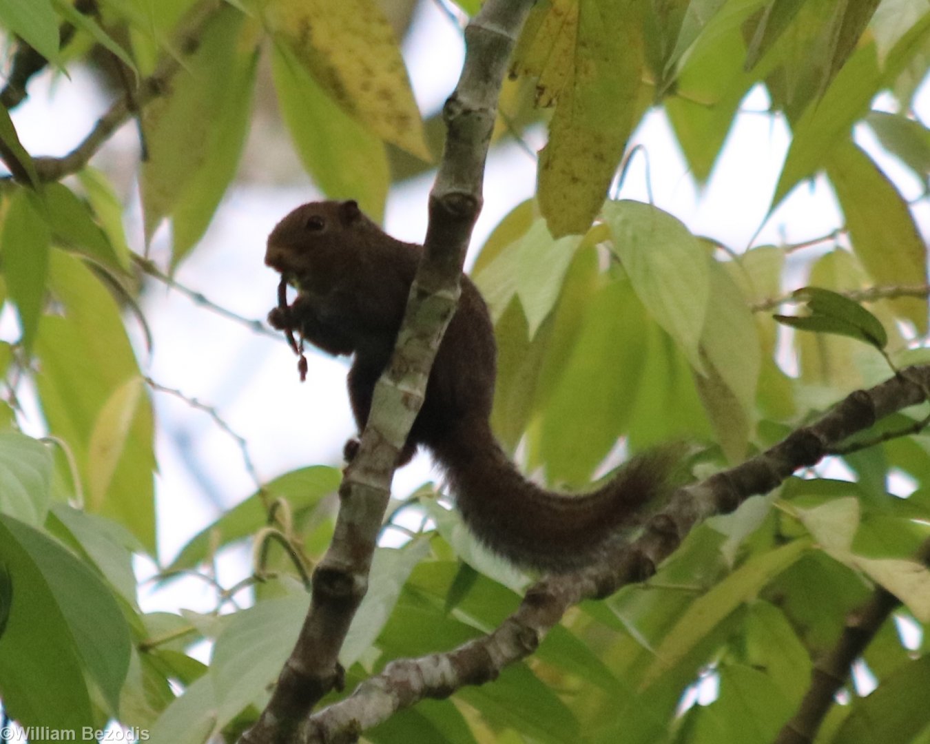 Unidentified Squirrel - maybe also S. Robinsoni? - Tapan Road