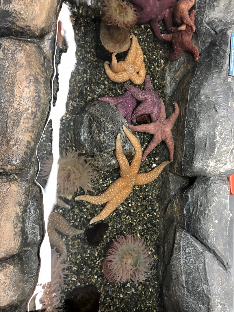 Unidentified Starfish