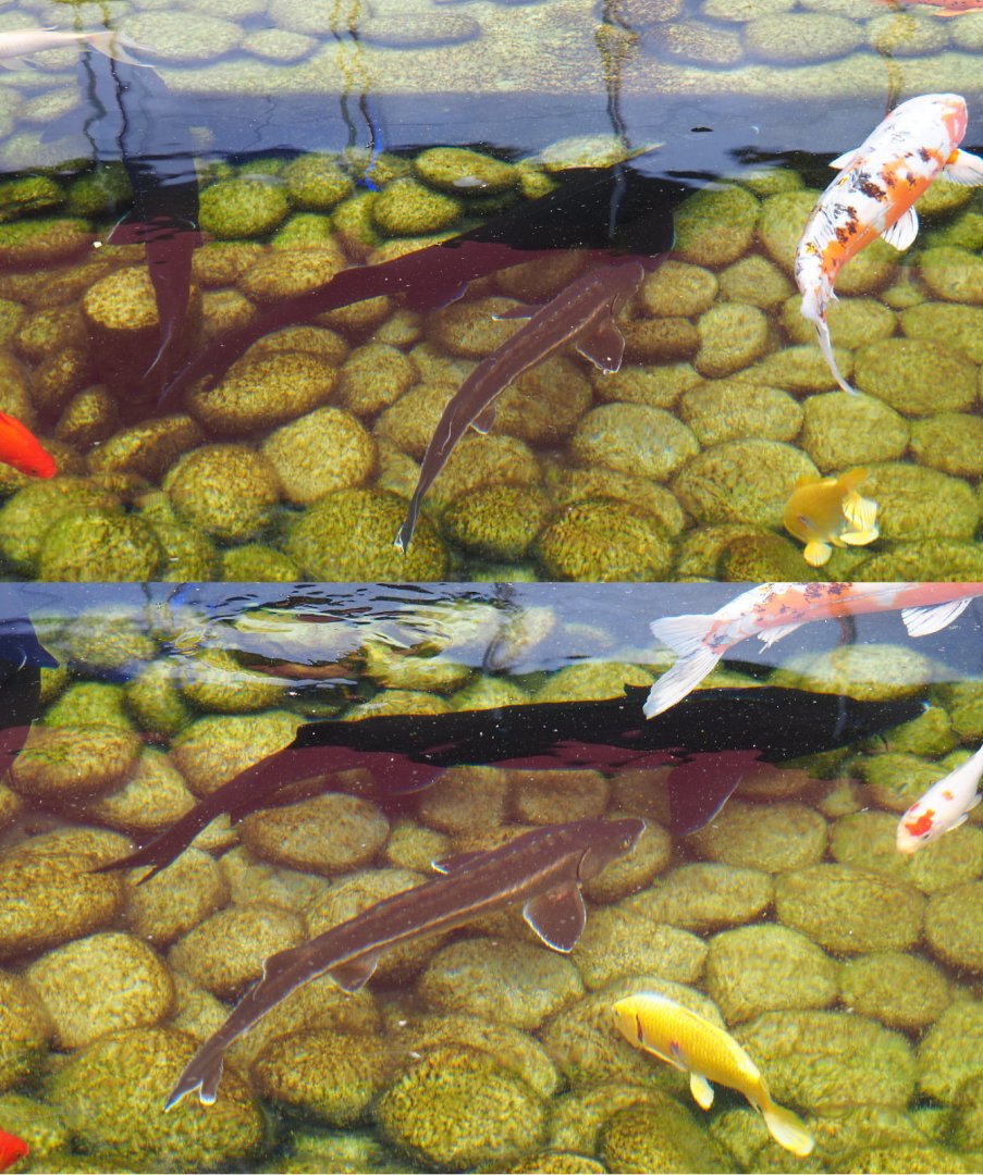 Unidentified sturgeons in touch pond, 2020-09-03