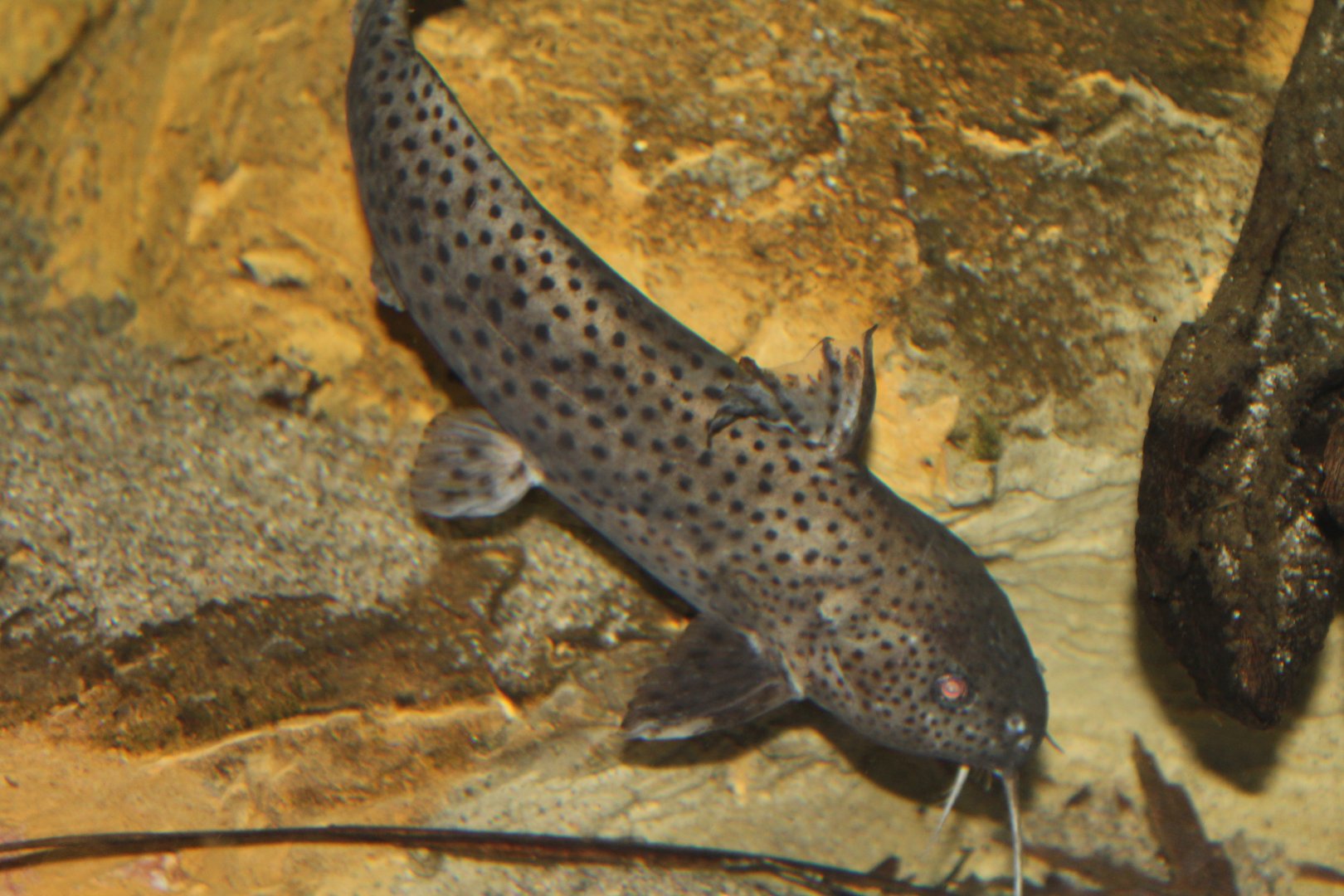 unidentified synodontis