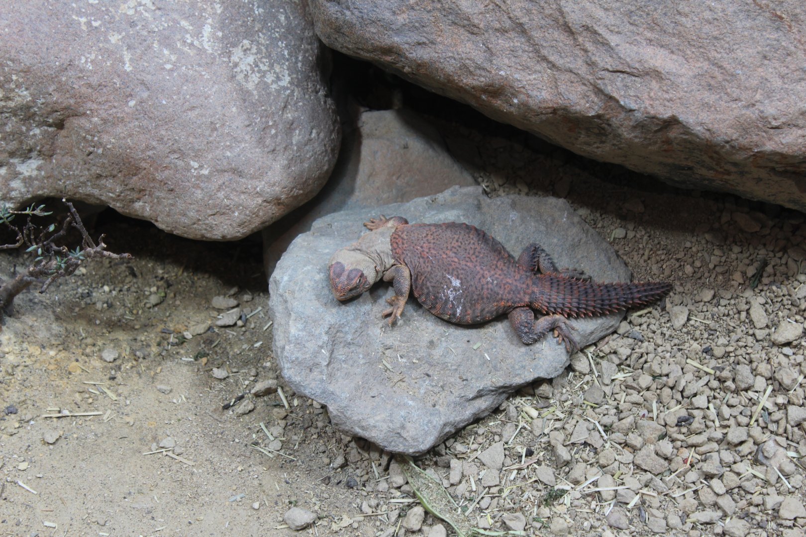Unidentified Uromastyx