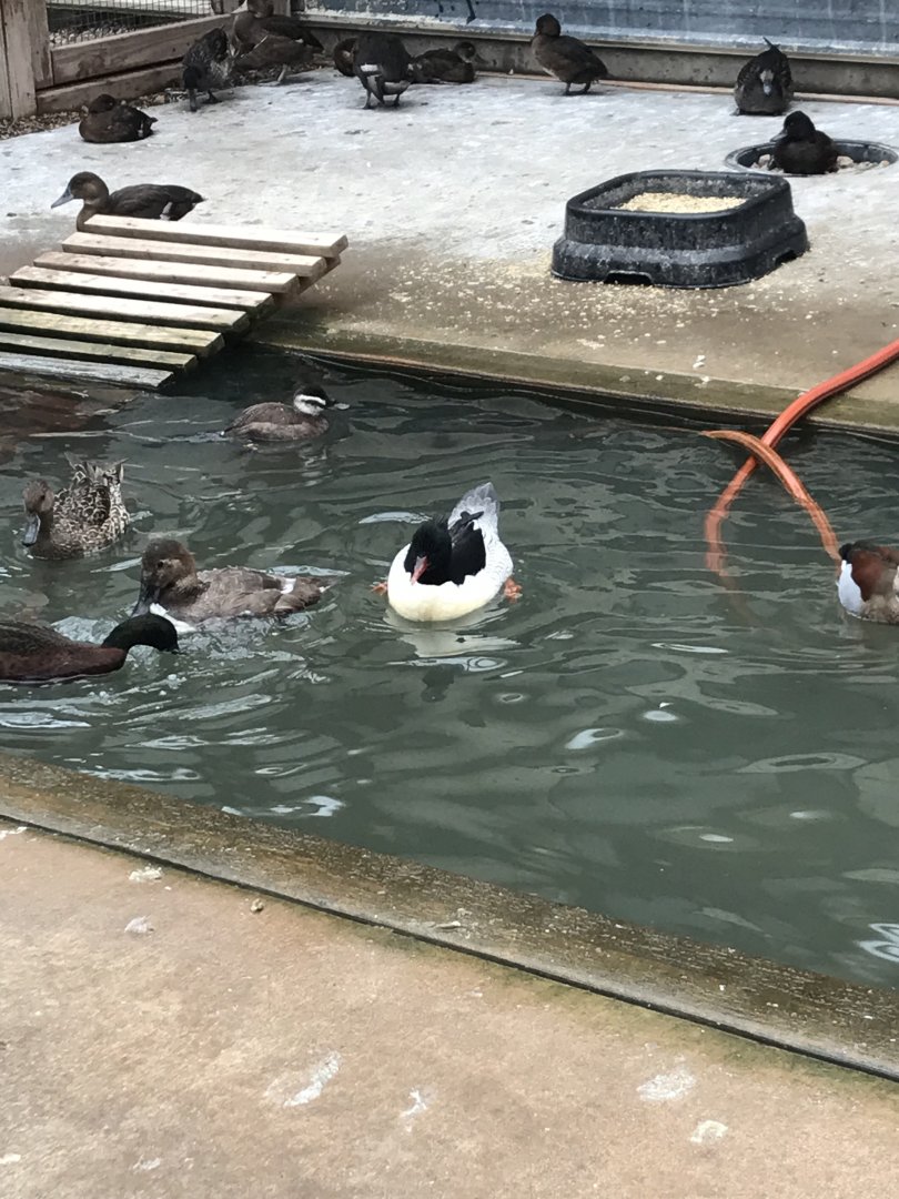 Unidentified Waterfowl