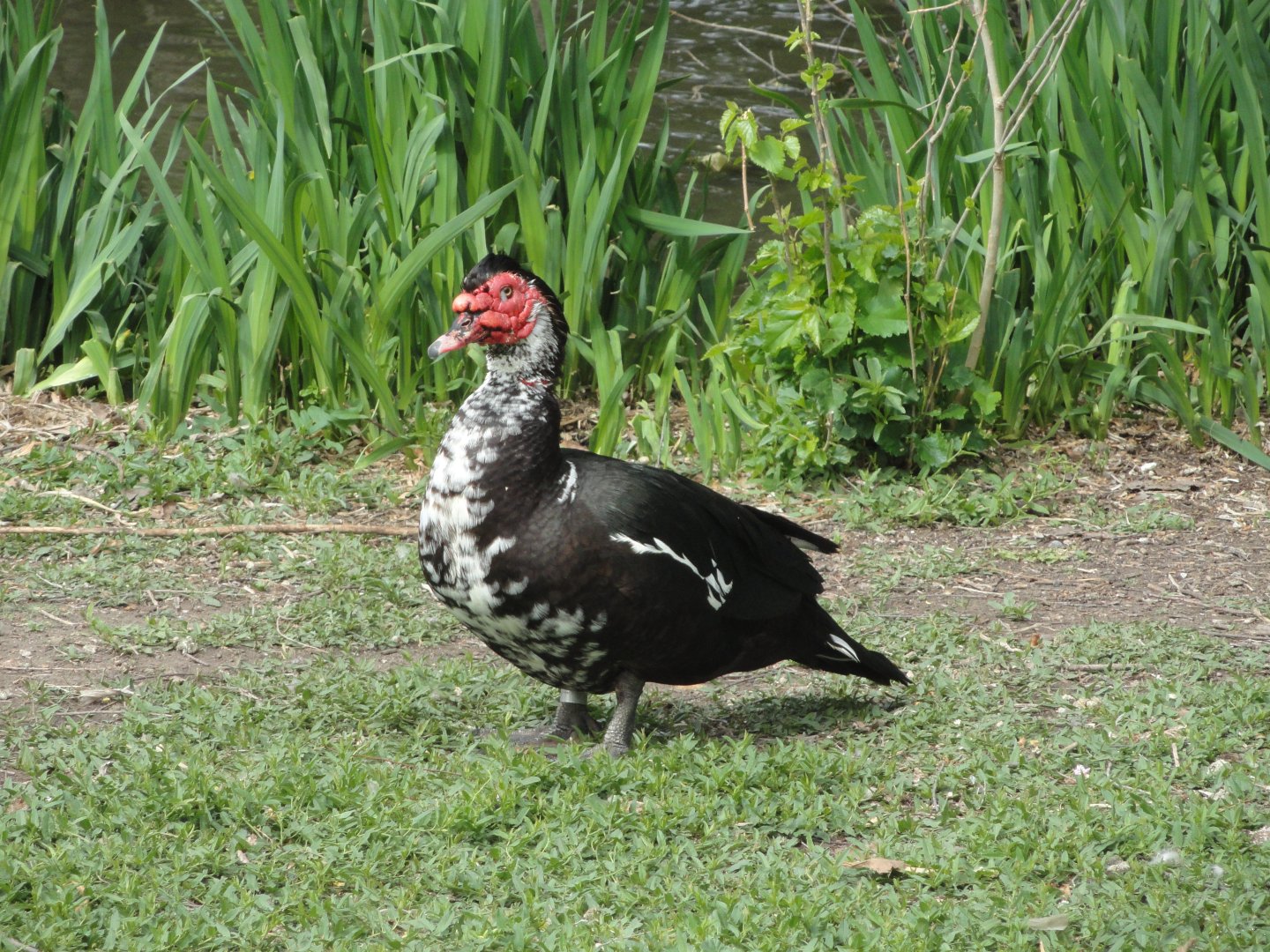 Unidentified Waterfowl
