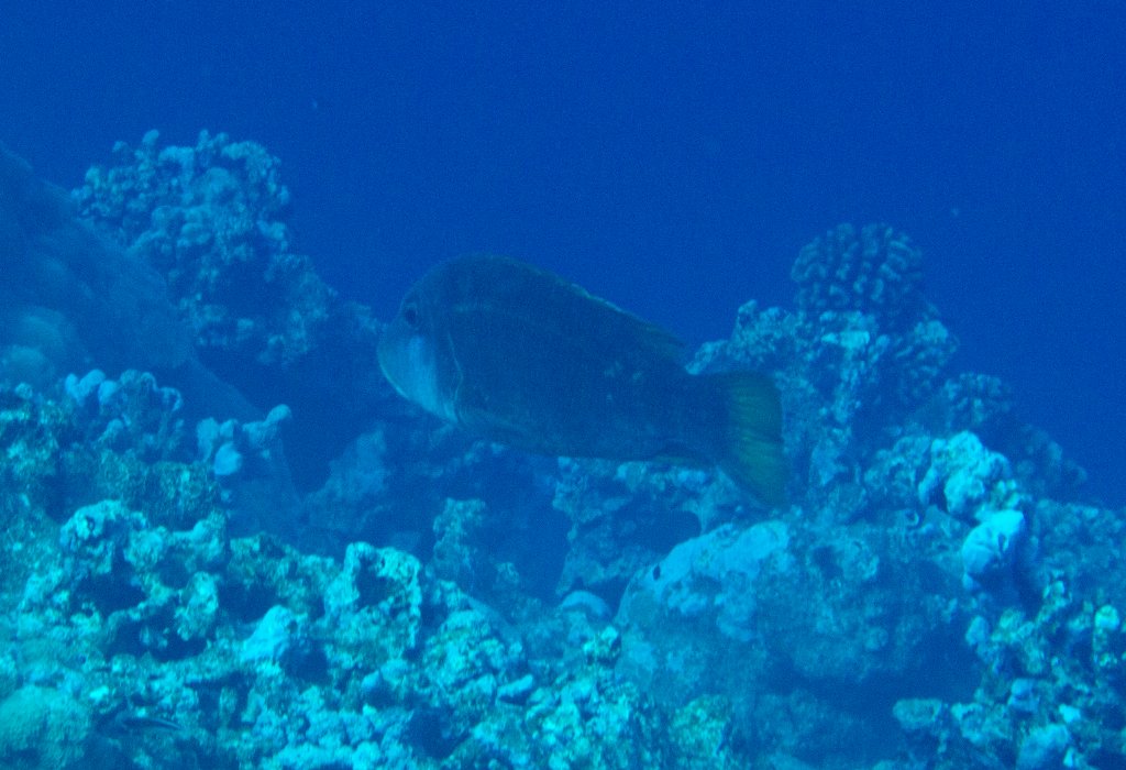 Unidentified Wrasse